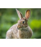 Conejo | Animales de Granja | Humus Versol